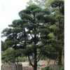 福建漳州龍柏造型