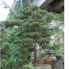 福建漳州造型龍柏