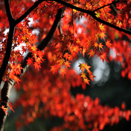 大量批發 美國紅楓 公司擁有2000畝苗圃基地