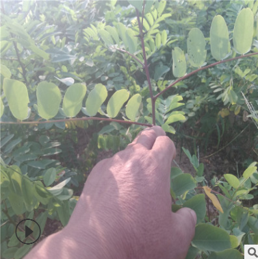 大量供應刺槐樹苗 直銷刺槐樹苗 優質刺槐樹苗 批發香花槐樹苗
