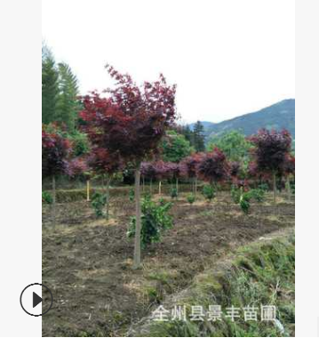 紅楓5公分 紅楓三季紅楓 日本紅楓 常綠喬木