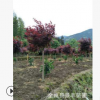 紅楓5公分 紅楓三季紅楓 日本紅楓 常綠喬木