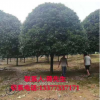桂花樹批發(fā)15CM金桂八月桂 廣西桂花樹 桂林桂花樹