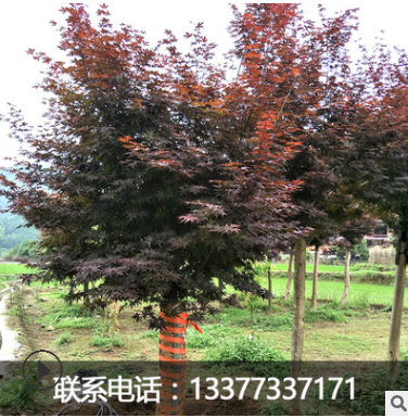 廣西桂林5-30CM紅楓 三季紅楓 日本紅楓 中國楓紅楓樹