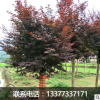 廣西桂林5-30CM紅楓 三季紅楓 日本紅楓 中國楓紅楓樹