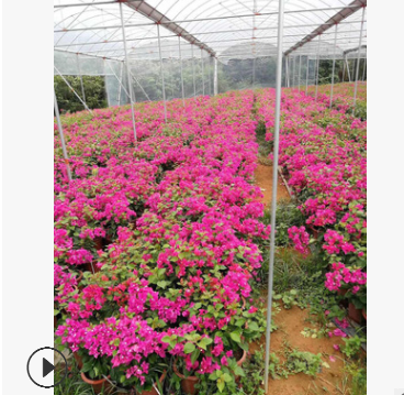 小紅盆三角梅 盆栽盆景工程苗 紫色多色勒杜鵑