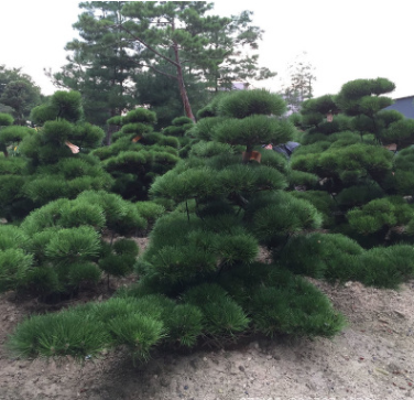 供應(yīng)日本大中型進(jìn)口造型原生盆景盆栽黑松白芽松別墅庭院景觀松樹