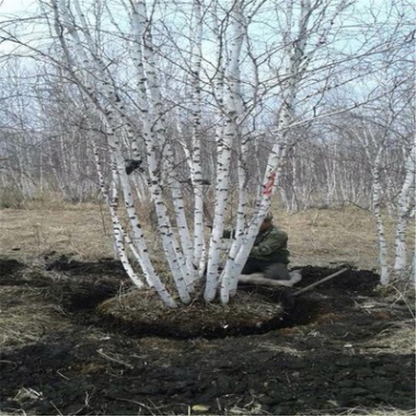 優質白樺樹叢生白樺 白樺樹價格東北白樺白樺小苗