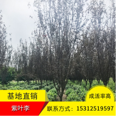 秀錦苗木紫葉李苗供應各種規格綠化工程苗木灌木庭院工程基地直銷