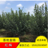 秀錦花木紅梅樹苗供應(yīng)各種綠化工程苗木喬木灌木庭院工程基地直銷