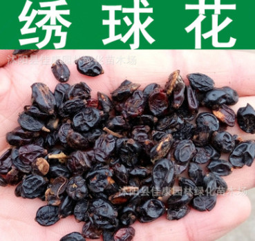 林木種子新采繡球花種子八仙花種子木繡球種子紫陽花洋繡球?qū)嵕罢? title=