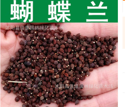 草花種子新采優(yōu)質(zhì)蝴蝶蘭種子蘭花燕尾藍(lán)花藍(lán)蝴蝶鳶尾種子燕尾蘭