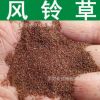 草花種子 優質風鈴草種子 四季播種 風鈴花種子 觀賞花草種子