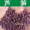 園藝蔬菜種子 蘆筍種子 露筍 石刁柏 山文竹 南荻筍 綠蘆筍種子