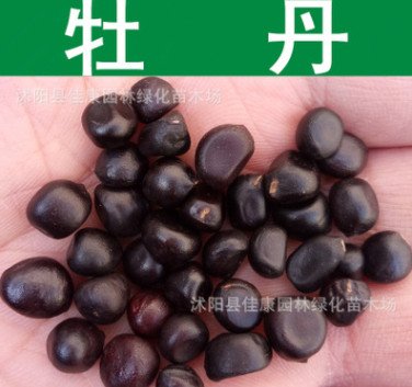 林木種子新采優質牡丹種子木芍藥牡丹花富貴花芽率高品質保障