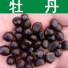 林木種子新采優(yōu)質(zhì)牡丹種子木芍藥牡丹花富貴花芽率高品質(zhì)保障