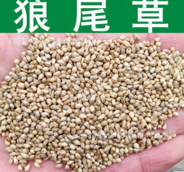 牧草種子優(yōu)質(zhì)牧草型雜交狼尾草種子美洲狼尾草甜象草種子實(shí)景拍攝