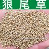 牧草種子優(yōu)質(zhì)牧草型雜交狼尾草種子美洲狼尾草甜象草種子實(shí)景拍攝