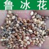 草花種子 魯冰花種子 草本花卉 羽扇豆種子 發(fā)芽率高 實(shí)景拍攝