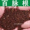 牧草種子 正宗百脈根種子 五葉草 四葉草鳥足豆牛角花 黃金花種子
