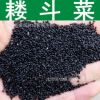 草花種子 正宗耬斗菜種子 貓爪花種子 可入藥 花色多樣 混色裝