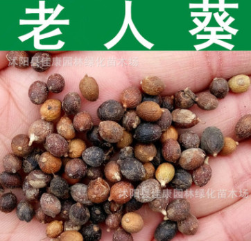 林木種子 優質老人葵種子 絲葵樹種子 加州蒲葵 華盛頓棕櫚種子