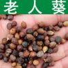 林木種子 優質老人葵種子 絲葵樹種子 加州蒲葵 華盛頓棕櫚種子