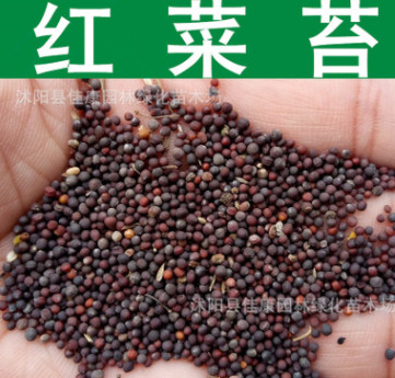 蔬菜種子 紅菜苔種子 洪山菜苔 菜心種子 紅油菜薹 紫菜苔種子