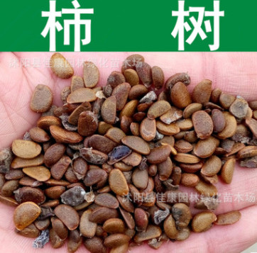 果樹種子 新采柿樹種子 柿子種子 柿子樹 朱果 猴棗種子實景拍攝