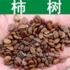 果樹種子 新采柿樹種子 柿子種子 柿子樹 朱果 猴棗種子實景拍攝