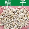 果樹種子 優質桔子種子 柑橘 柑桔種子 貢桔 橘子種子 實景拍攝