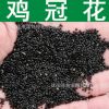 草花種子 優(yōu)質(zhì)雞冠花種子 雞髻花種子 老來(lái)紅 小頭雞冠 四季播種