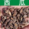 蔬菜種子批發(fā)正宗西瓜種子夏瓜青門(mén)綠玉房寒瓜種子芽率高實(shí)景拍攝