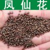 草花種子新采鳳仙花種子金鳳花種子染指甲花 急性子種子