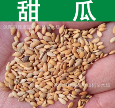 蔬菜種子優質甜瓜種子甘瓜香瓜種子香甜味濃瓜果蔬菜實景拍攝