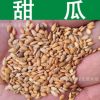蔬菜種子優(yōu)質(zhì)甜瓜種子甘瓜香瓜種子香甜味濃瓜果蔬菜實(shí)景拍攝