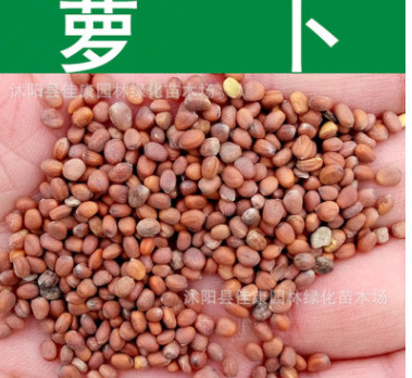 蔬菜種子新采優質蘿卜種子青紅白蘿卜陽臺種植散稱混裝型萊菔種子