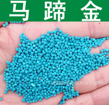 觀賞草坪種子新采馬蹄金種子馬蹄筋草籽金錢草特別美的草坪種子