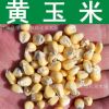 蔬菜種子 農(nóng)作物 黃玉米種子 水果玉米 甜黃玉米種子 黃糯玉米