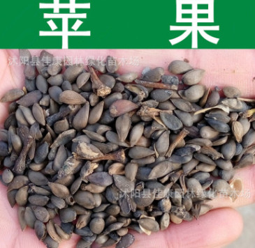 果樹種子新采優質蘋果種子正宗蘋果樹種子 顆粒飽滿 發芽率高