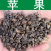 果樹(shù)種子新采優(yōu)質(zhì)蘋(píng)果種子正宗蘋(píng)果樹(shù)種子 顆粒飽滿 發(fā)芽率高