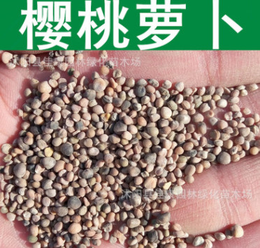 蔬菜種子優質櫻桃蘿卜種子四季播種水蘿卜櫻桃紅蘿卜種子小紅蘿卜