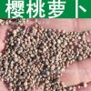 蔬菜種子優(yōu)質(zhì)櫻桃蘿卜種子四季播種水蘿卜櫻桃紅蘿卜種子小紅蘿卜