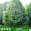 苗圃批發供應 高桿茶花湖南優質 小苗規格齊全歡迎實地考查