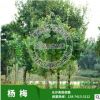 苗圃直銷楊梅樹苗，移栽楊梅樹，從生楊梅樹，品種純正，價格合理