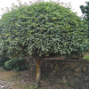 苗圃基地供應四季桂花小苗，桂花樹，桂花球規格齊全歡迎實地考察