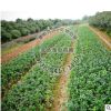 苗圃基地供應 黃楊球 小苗規格齊全歡迎實地考察灌木類園林植物