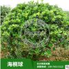 基地批發海桐球 1.2-1.5米海桐球等各種規格齊全。海桐小苗。