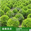 苗圃 供應湖南金森汝貞小苗，各種規格球類 花卉苗木 工程苗