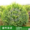 基地供應湖南小苗 金葉汝貞 小苗規格齊全 灌木類園林植物綠化。